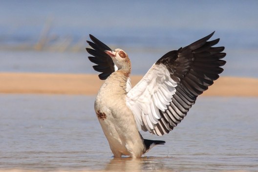 Egypsian-Goose-Chundu-Island