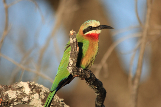White-fronted-bee-eater