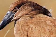 Hammerkop-Bruce-Colin-1