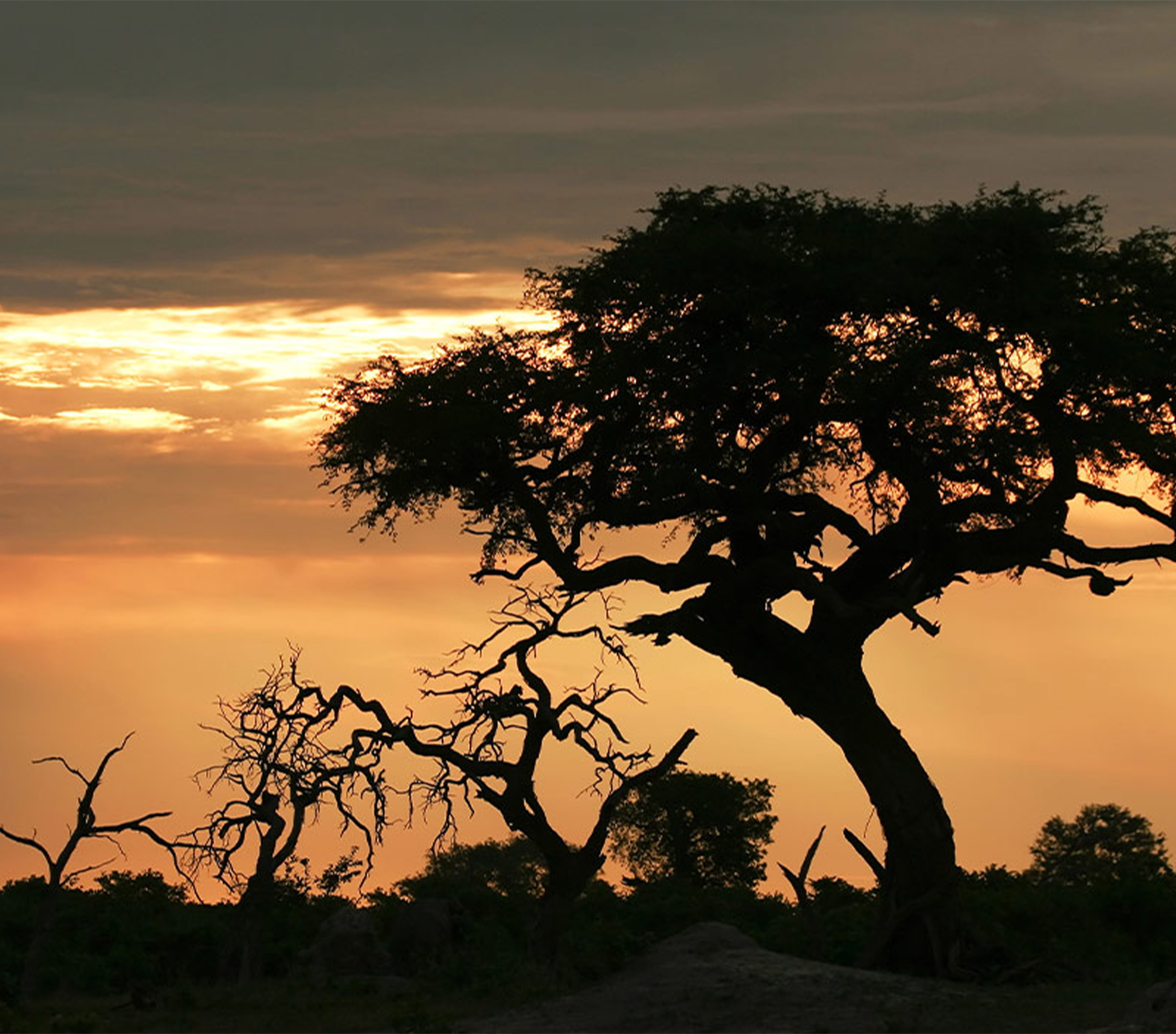 tree